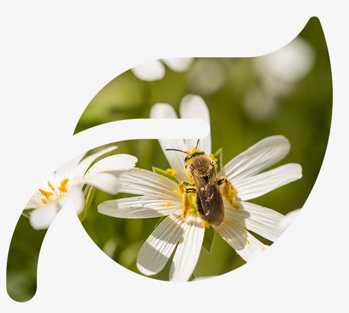 Das Bild zeigte eine Biene auf einer Blume. Es steht als Symbol für die Environment Social Governance, kurz: ESG bei awisto.
