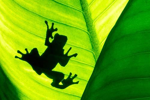 Frosch auf Blatt symbolisiert ESG bei Ihrem Partner für Digitalisierung awisto
